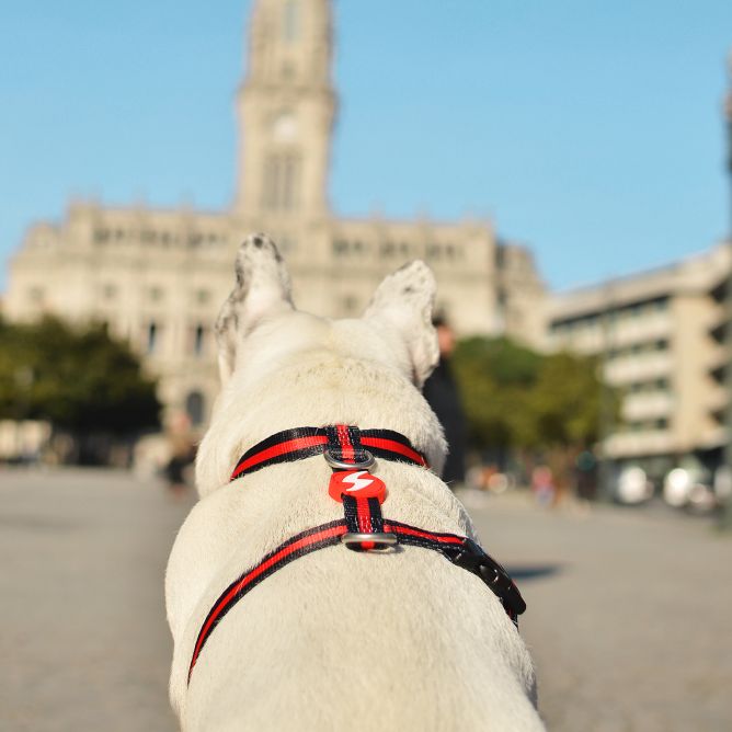 Muguras iemaukti suniem STRIPES3, melns/sarkans, M