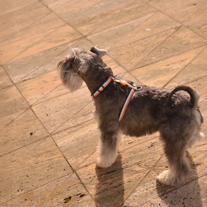 Muguras iemaukti suņiem STRIPES3, oranžs/melns, L