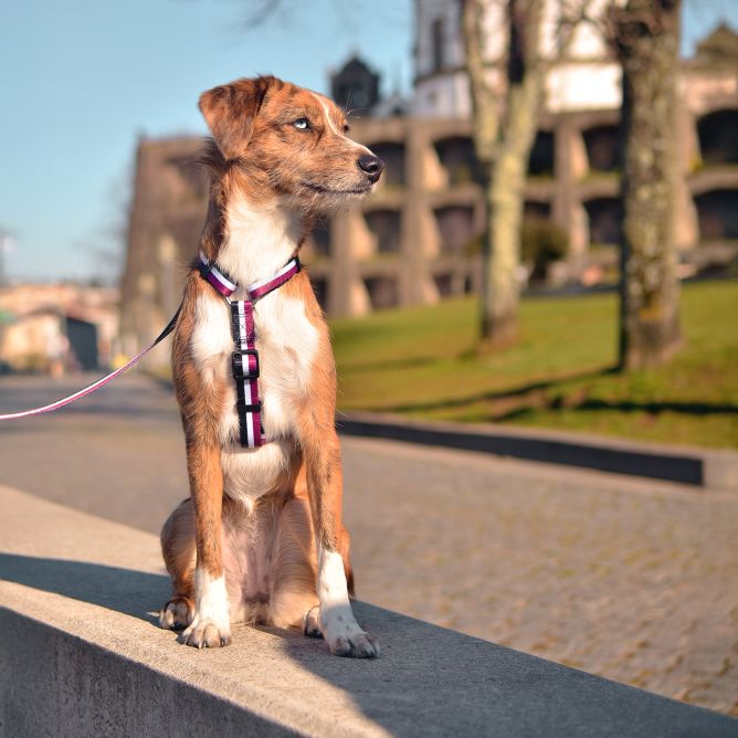 Muguras iemaukti suņiem STRIPES3, violets/melns, L