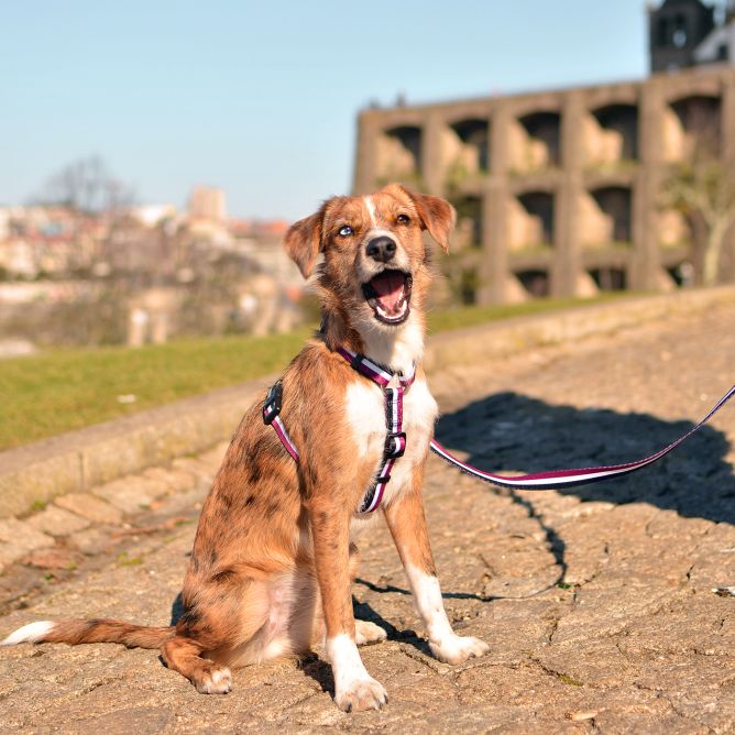 Muguras iemaukti suņiem STRIPES3, violets/melns, M