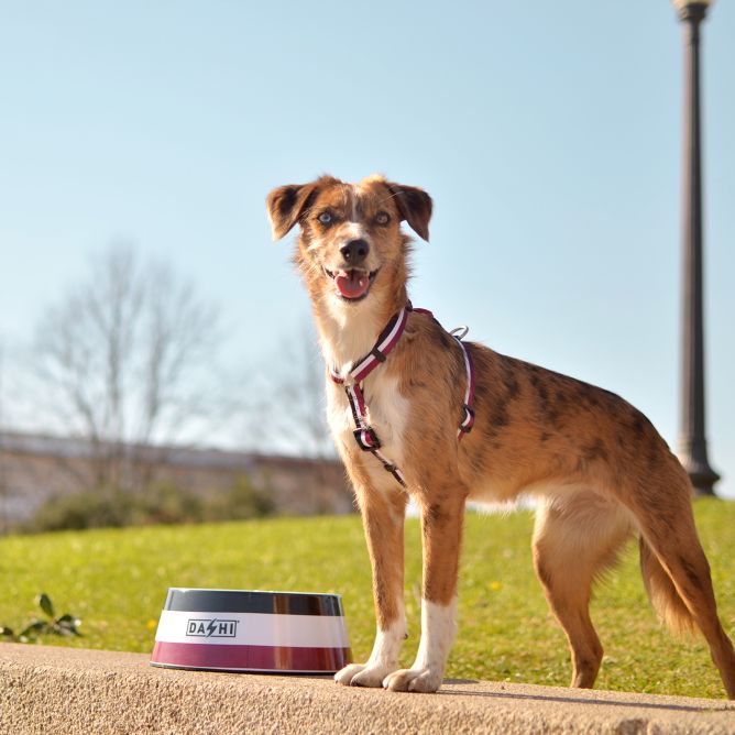Muguras iemaukti suņiem STRIPES3, violets/melns, XS