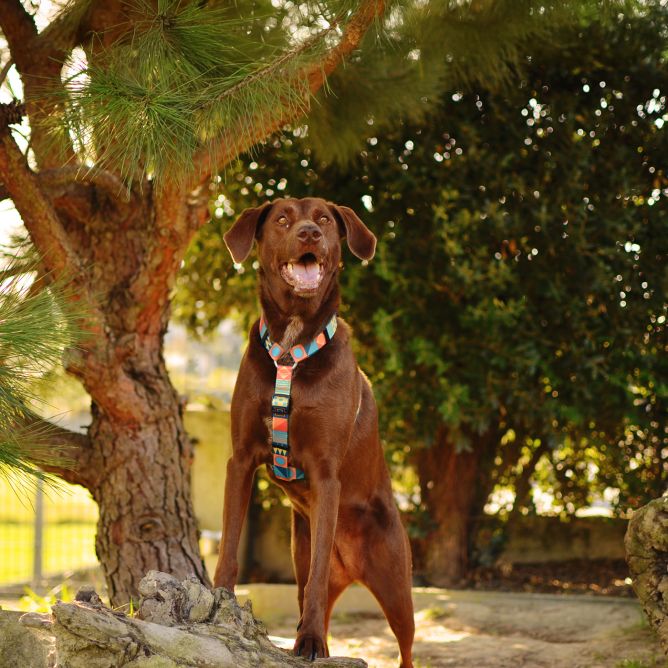 Muguras iemaukti suņiem TERRACOTTA, M