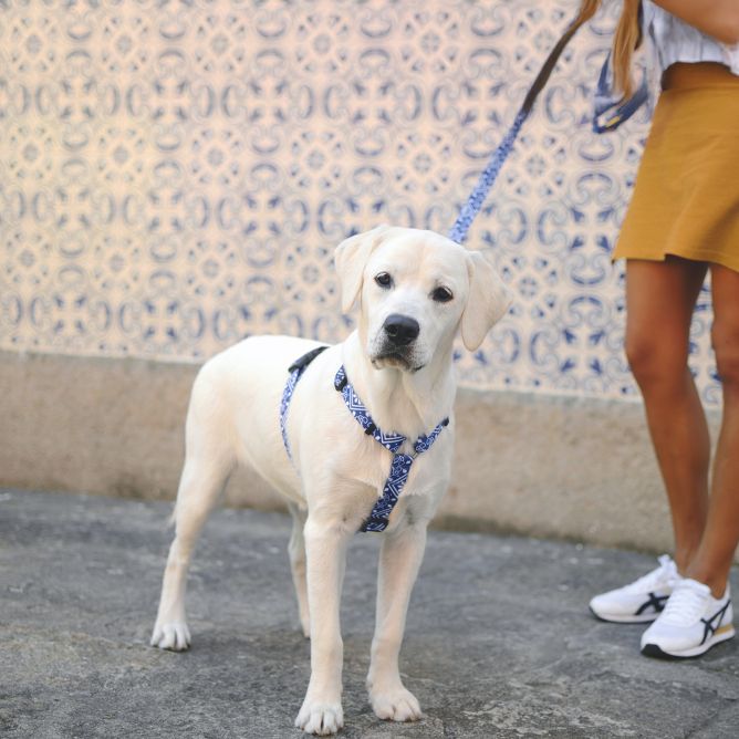 Muguras iemaukti suņiem ZILLIJ, L