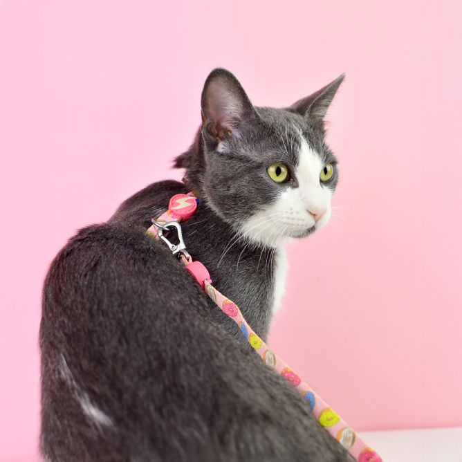 Muguras iemaukti un pavada kaķiem DONUT