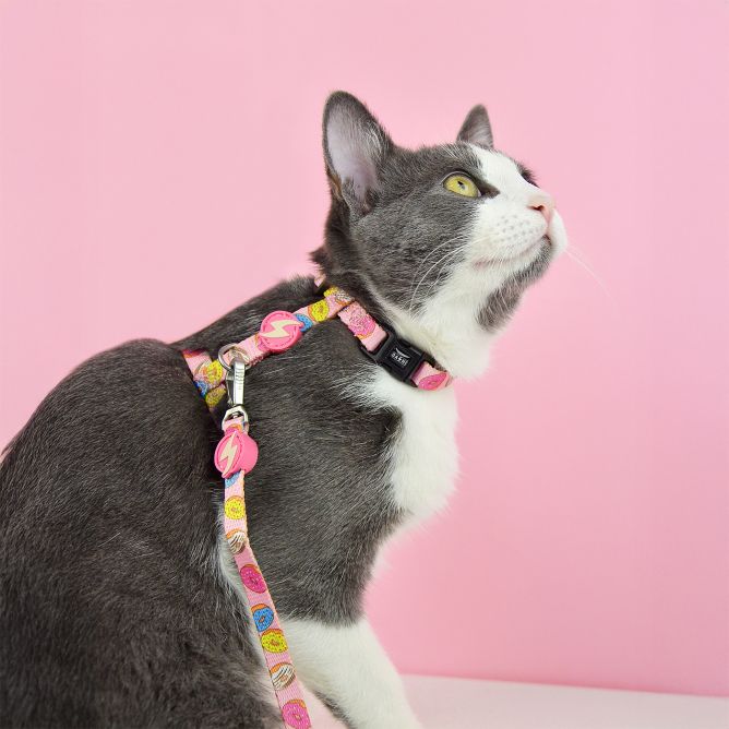 Muguras iemaukti un pavada kaķiem DONUT