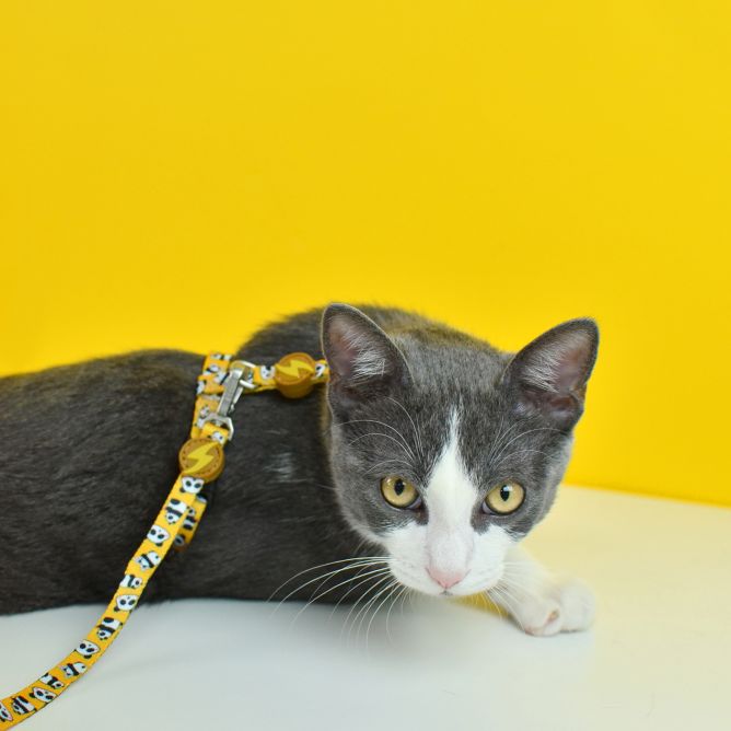 Muguras iemaukti un pavada kaķiem SNOOZE