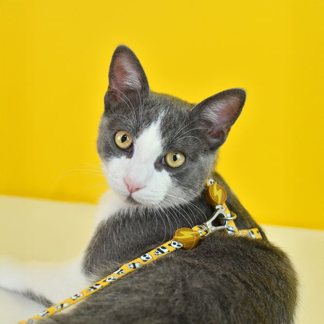 Muguras iemaukti un pavada kaķiem SNOOZE