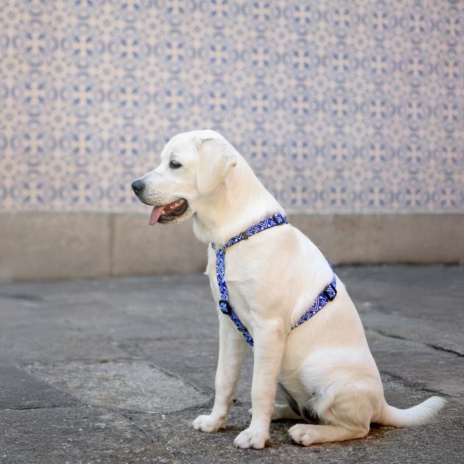 Muguras iemaukti ZILLIJ, M