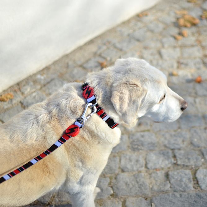 Pavada suņiem SLIDE, M