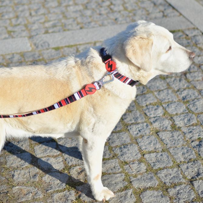 Pavada suņiem SLIDE, M