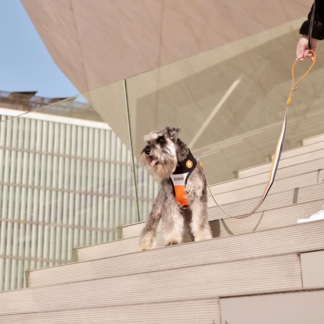 Pavada suņiem STRIPES3, oranžs/melns, M