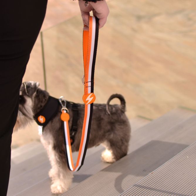 Pavada suņiem STRIPES3, oranžs/melns, XS