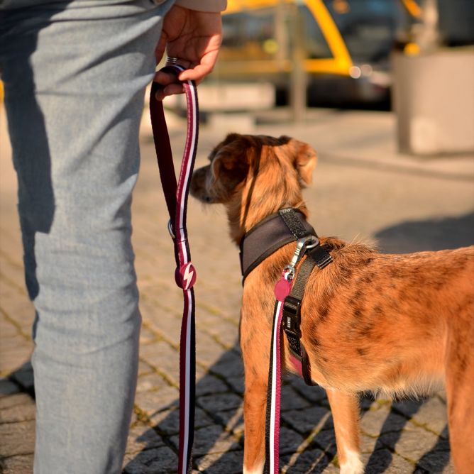 Pavada suņiem STRIPES3, violets/melns, L