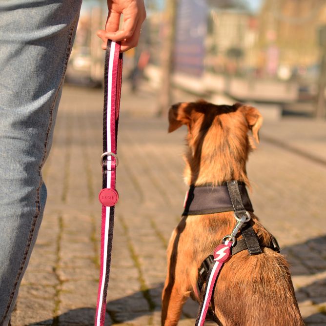 Pavada suņiem STRIPES3, violets/melns, L