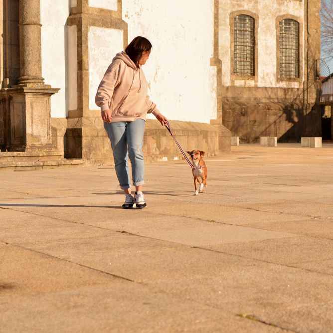 Pavada suņiem STRIPES3, violets/melns, M