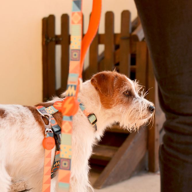 Pavada suņiem TERRACOTTA, XS