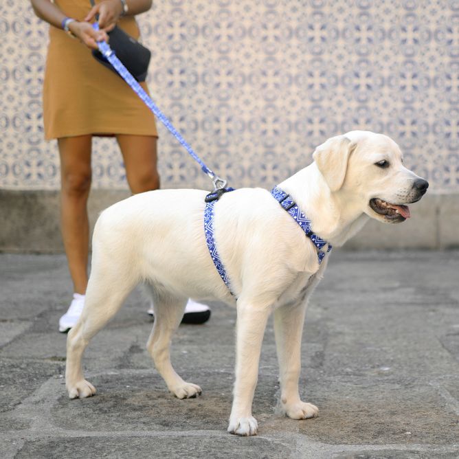 Pavada suņiem ZILLIJ, L