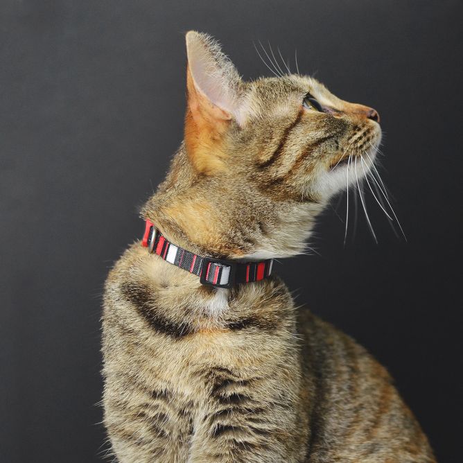 Kaklasiksna kaķiem SLIDE