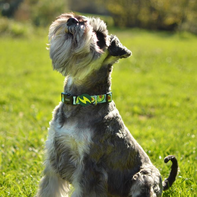 Kaklasiksna suņiem AVOCADO, M