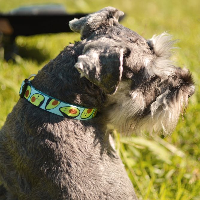 Kaklasiksna suņiem AVOCADO, S