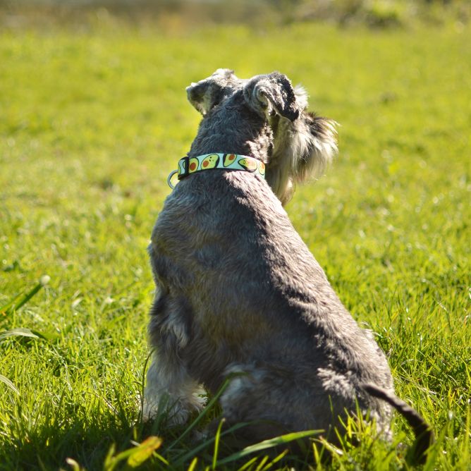 Kaklasiksna suņiem AVOCADO, S