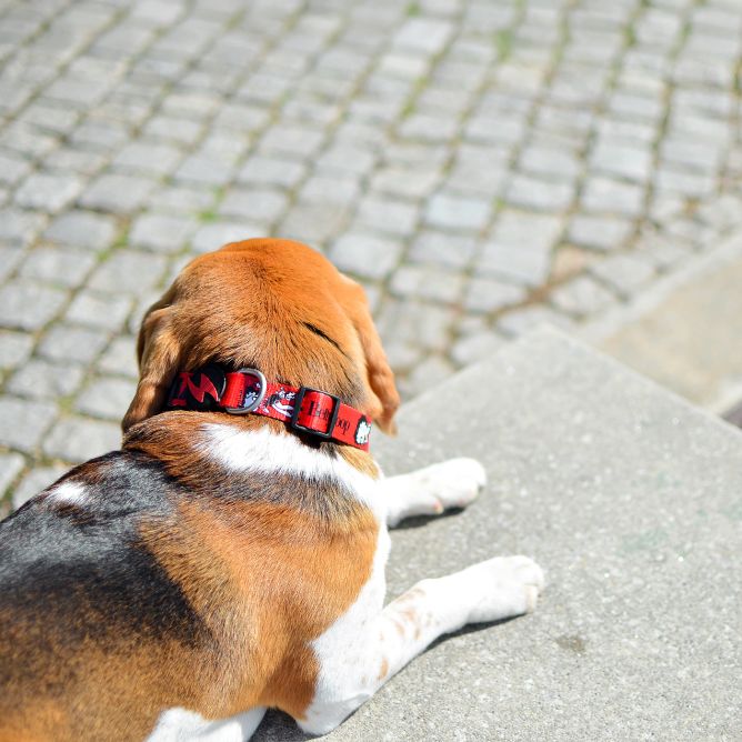 Kaklasiksna suņiem VINTAGE BETTY, M