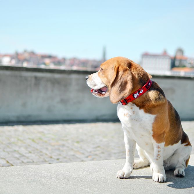 Kaklasiksna suņiem VINTAGE BETTY, M