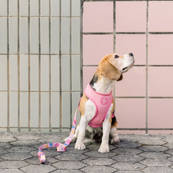 Mīkstie NeoMesh muguras iemaukti suņiem DONUT, L