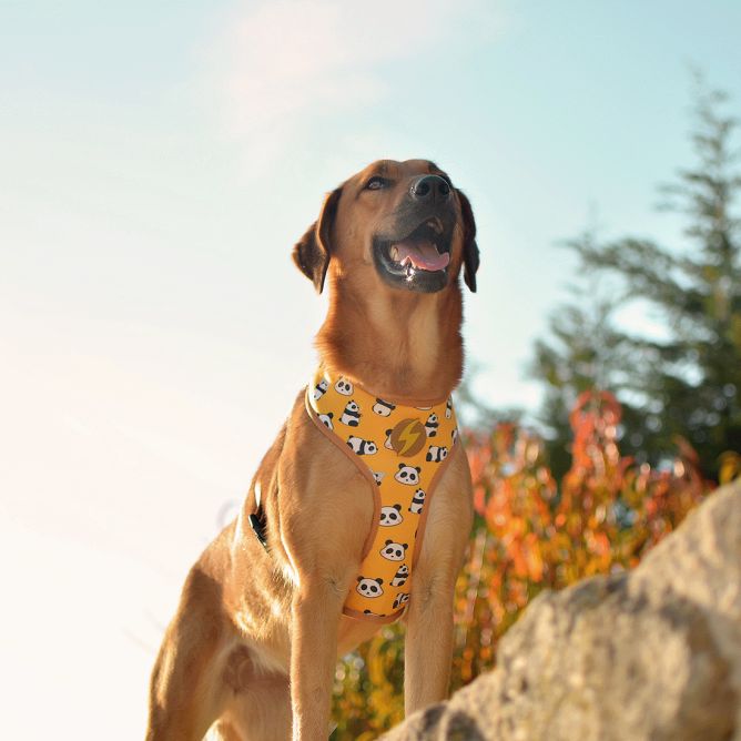 Mīkstie NeoMesh muguras iemaukti suņiem SNOOZE, L