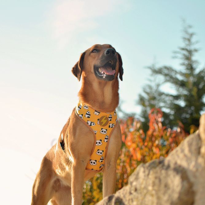 Mīkstie NeoMesh muguras iemaukti suņiem SNOOZE, M