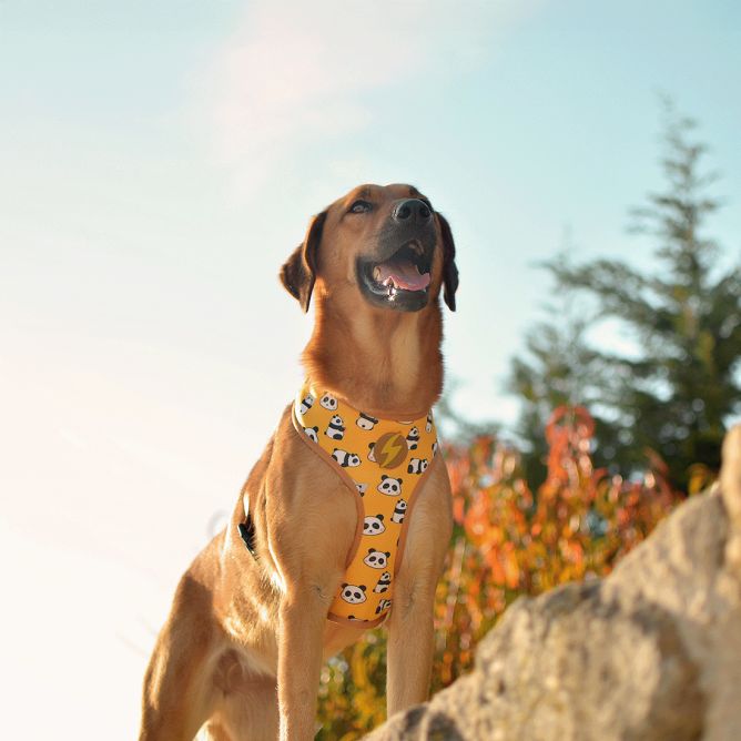 Mīkstie NeoMesh muguras iemaukti suņiem SNOOZE, XL