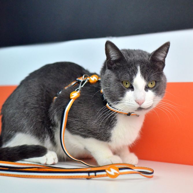 Muguras iemaukti ar pavadu kaķiem STRIPES3, oranžs/melns