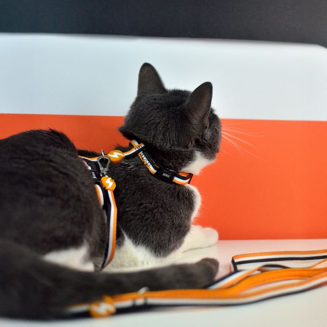 Muguras iemaukti ar pavadu kaķiem STRIPES3, oranžs/melns