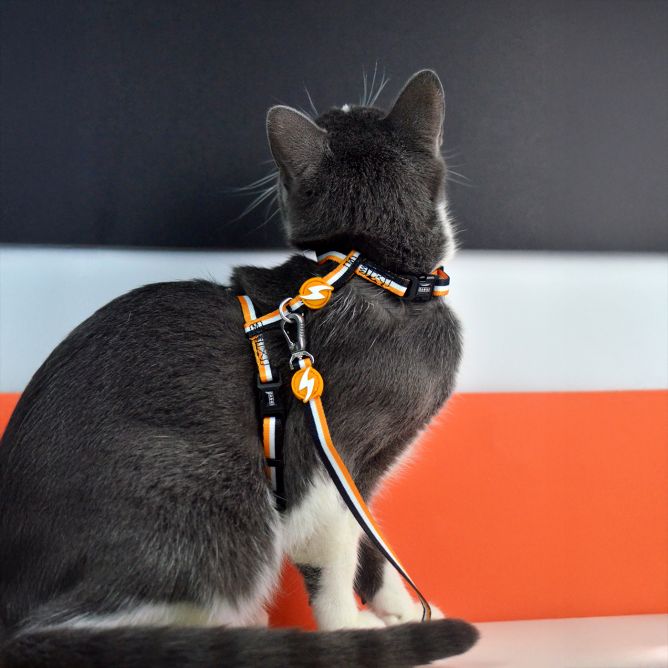 Muguras iemaukti ar pavadu kaķiem STRIPES3, oranžs/melns