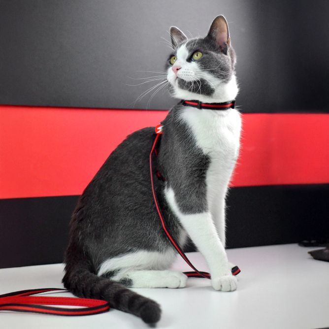 Muguras iemaukti ar pavadu kaķiem STRIPES3, sarkans/melns