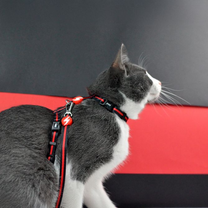 Muguras iemaukti ar pavadu kaķiem STRIPES3, sarkans/melns