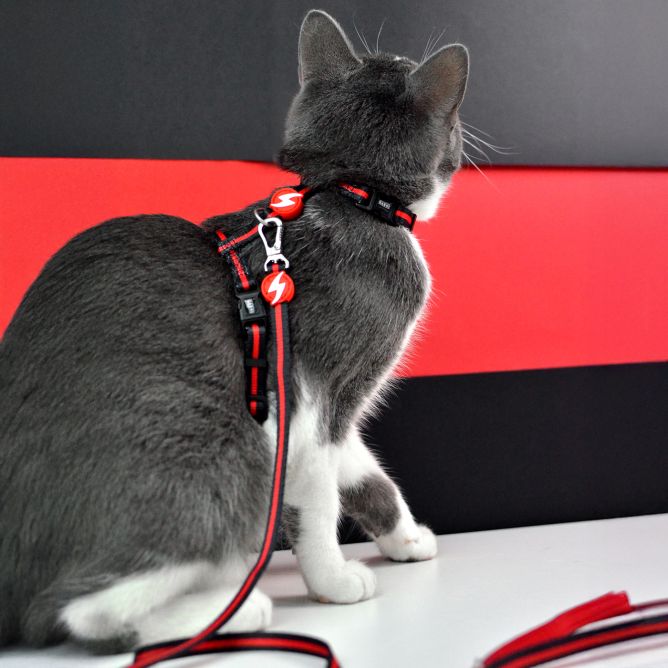 Muguras iemaukti ar pavadu kaķiem STRIPES3, sarkans/melns