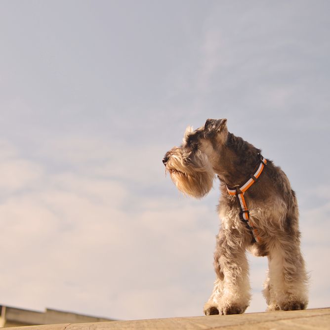 Muguras iemaukti suņiem STRIPES3, oranžs/melns, S