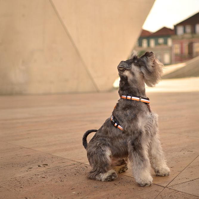 Muguras iemaukti suņiem STRIPES3, oranžs/melns, S