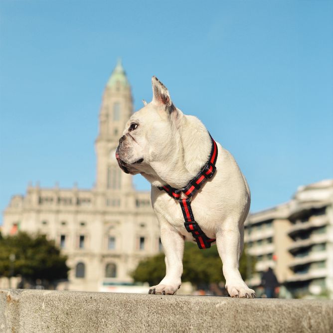 Muguras iemaukti suņiem STRIPES3, sarkans/melns, S