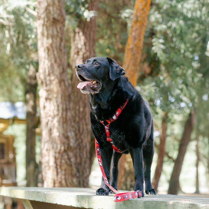 Muguras iemaukti suņiem VINTAGE BETTY, XS