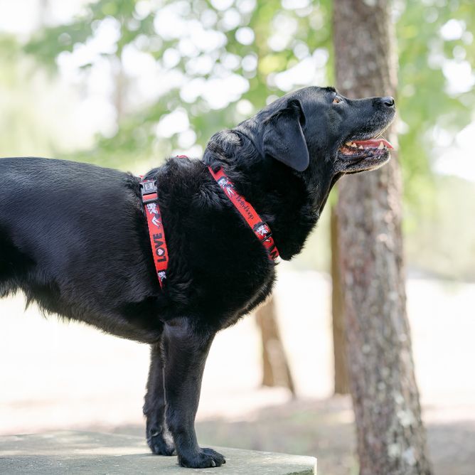 Muguras iemaukti suņiem VINTAGE BETTY, XS