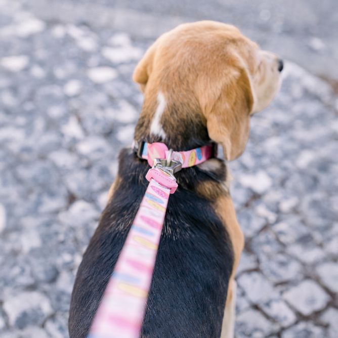 Pavada suņiem DONUT, L