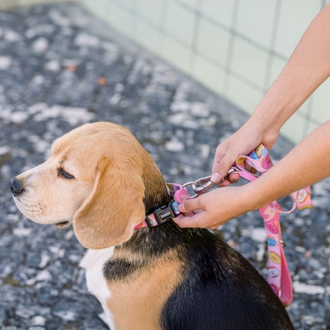 Pavada suņiem DONUT, M