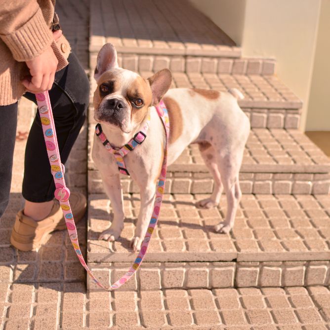 Pavada suņiem DONUT, XS