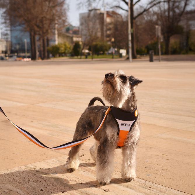 Pavada suņiem STRIPES3, oranžs/melns, S