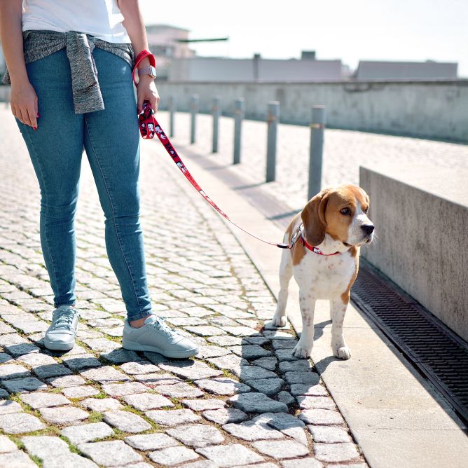 Pavada suņiem VINTAGE BETTY, S