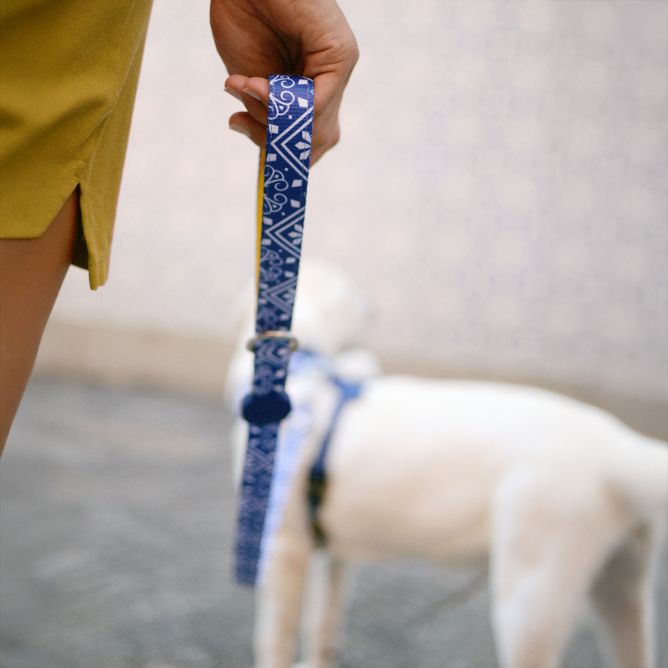 Pavada suņiem ZILLIJ, XS