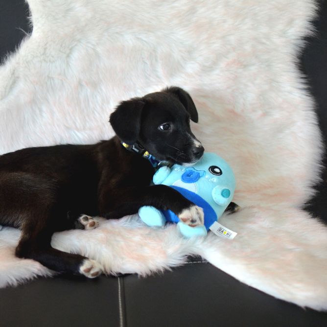 Plīša rotaļlieta suņiem ALBU