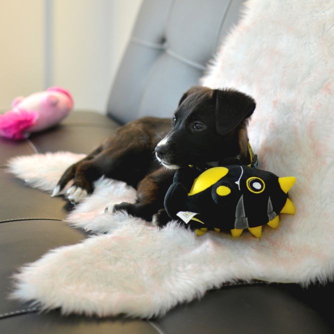 Plīša rotaļlieta suņiem NERO